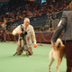 Illustration for article titled Lapdogs And Luxury Boxes: A New-Look MSG Welcomes The Westminster Dog Show
